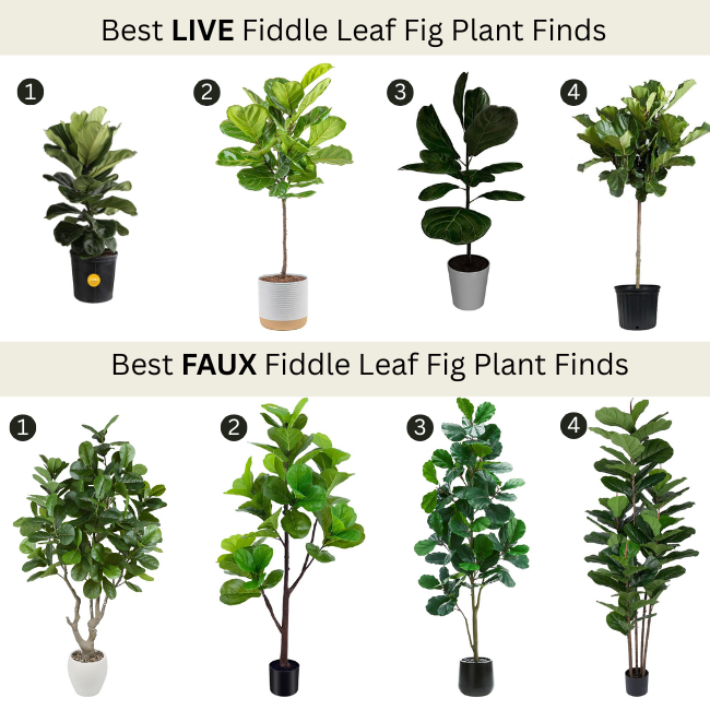 fiddle leaf fig plants best finds