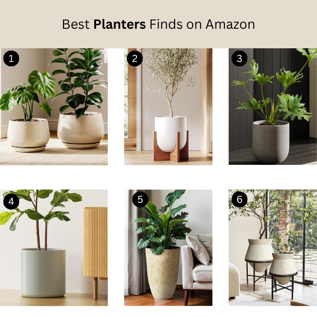 fiddle leaf fig plant planters